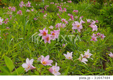 ヒメサユリの花 ヒメサユリの花 31647484