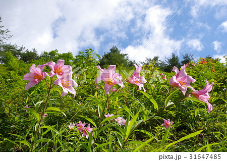 ヒメサユリの花 31647485