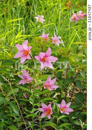 ヒメサユリの花 ヒメサユリの花 31647487