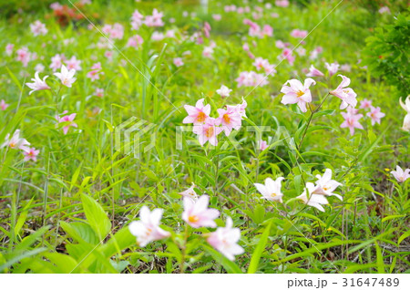 ヒメサユリの花 ヒメサユリの花 31647489