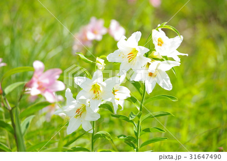 ヒメサユリの白花 ヒメサユリの白花 31647490