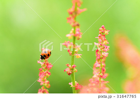 てんとう虫 てんとう虫 31647765