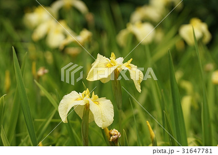 横須賀しょうぶ園　Iris 31647781