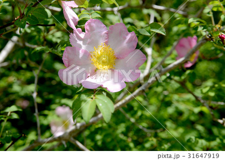 サンショウバラの写真素材