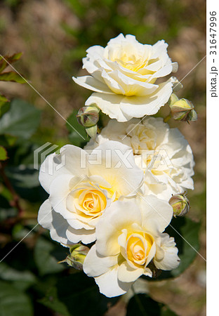 五月のバラ、ムーンスプライトのクローズアップ 31647996