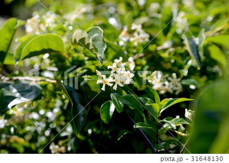 テイカズラ 31648130