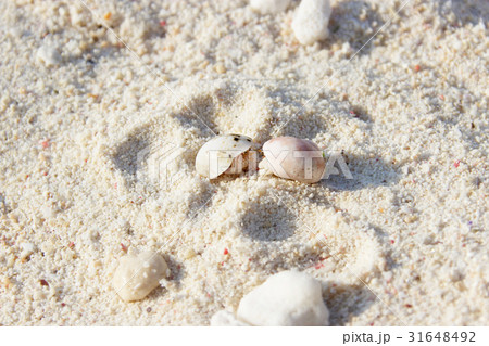 海のリゾート観光・旅行で使いやすいビーチの浜辺で仲良く会話するヤドカリのカップル素材 海のリゾート観光・旅行で使いやすいビーチの浜辺で仲良く会話するヤドカリのカップル素材 31648492