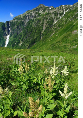 北アルプス・杓子平のコバイケイソウと笠ヶ岳 31648686