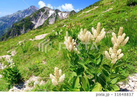 北アルプス・杓子平のコバイケイソウと笠ヶ岳 31648837