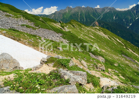 北アルプス・笠ヶ岳の登りの高山植物と槍ヶ岳 31649219