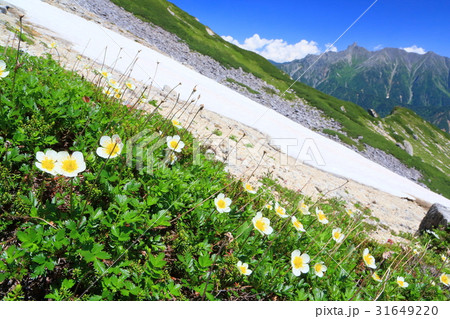 北アルプス・笠ヶ岳の登りの高山植物と槍ヶ岳 31649220