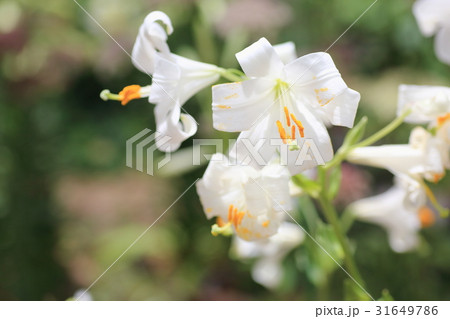 マドンナリリーの花の写真素材