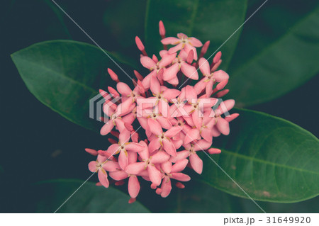 Spike flower, Rubiaceae flower, Ixora coccinea. 31649920