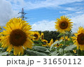 ひまわり 31650112