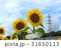 ひまわり 31650113