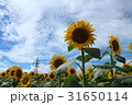 ひまわり 31650114