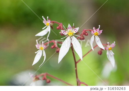 ユキノシタ 31650263