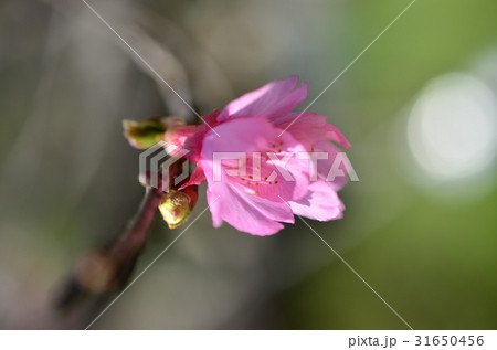 花 フラワー お花 31650456