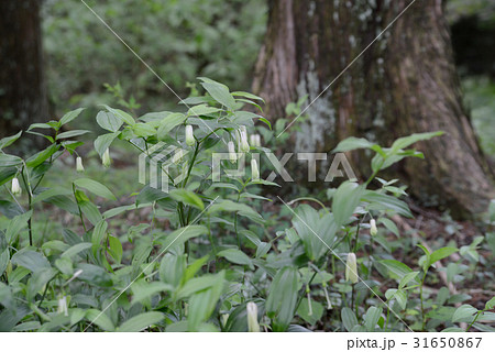 ホウチャクソウ 31650867