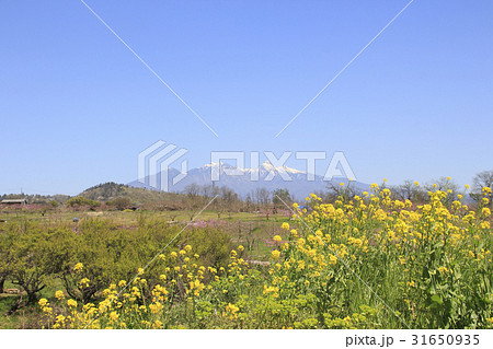 八ヶ岳南麓の新府桃源郷にて 31650935