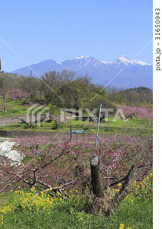 八ヶ岳南麓の新府桃源郷にて 31650943