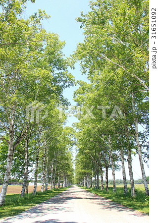白樺の並木 北海道音更 白樺の並木 北海道音更 31651092