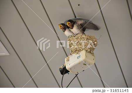 防犯カメラとつばめの監視人 31651145