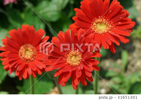 ガーベラ 朱色 01 ガーベラ 朱色 01 31651301