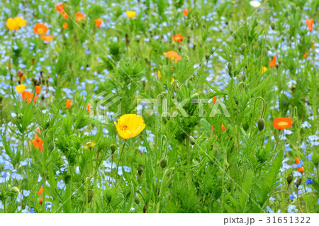 横須賀・くりはま花の国 横須賀・くりはま花の国 31651322