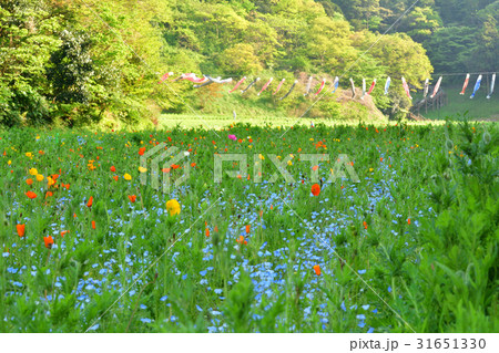 横須賀・くりはま花の国 31651330