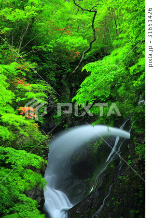 夏の七折の滝 夏の七折の滝 31651426