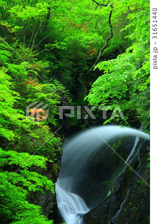 夏の七折の滝 夏の七折の滝 31651440