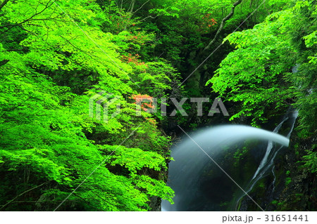 夏の七折の滝 夏の七折の滝 31651441