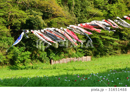横須賀・くりはま花の国 31651488