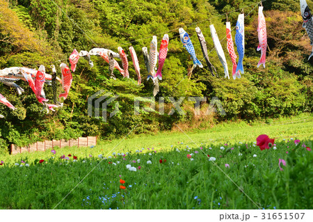 横須賀・くりはま花の国 横須賀・くりはま花の国 31651507
