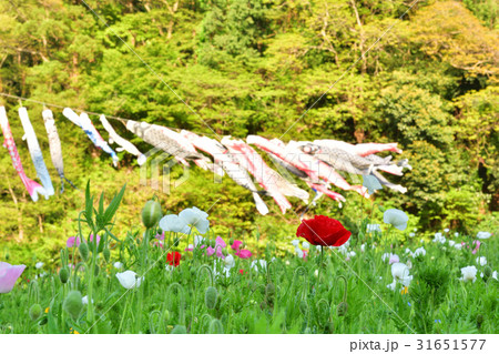 横須賀・くりはま花の国 横須賀・くりはま花の国 31651577