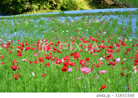 横須賀・くりはま花の国 横須賀・くりはま花の国 31651580