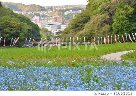 横須賀・くりはま花の国 横須賀・くりはま花の国 31651612