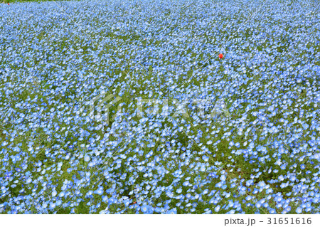 横須賀・くりはま花の国 31651616