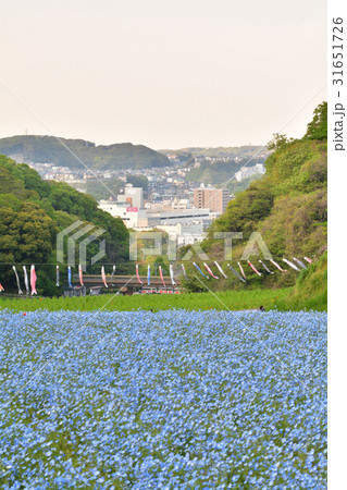 横須賀・くりはま花の国 31651726