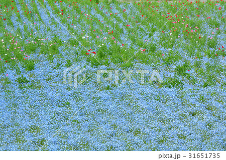 横須賀・くりはま花の国 31651735