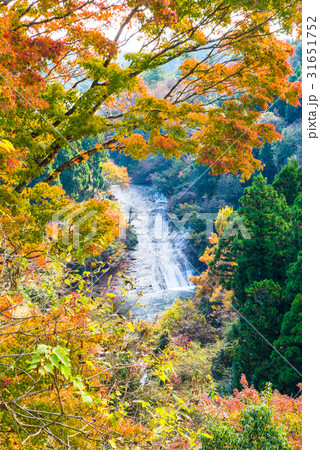 養老渓谷 （粟又の滝） 秋 31651752