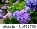 紫陽花 31651769