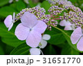 白い紫陽花 31651770