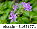 紫陽花 31651771