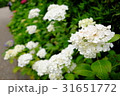 白い紫陽花 31651772