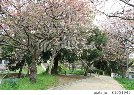 神奈川県　歩道　桜の木 31651949