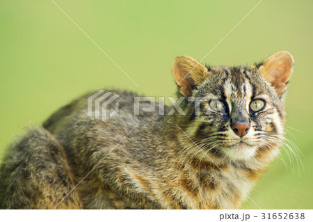 ツシマヤマネコ 31652638
