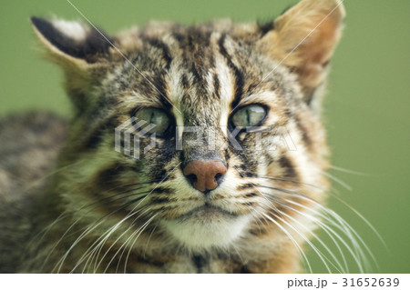 ツシマヤマネコ 31652639