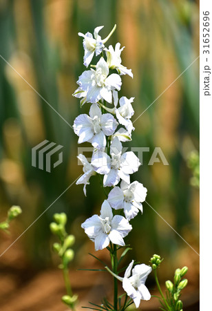 ラークスパー 31652696